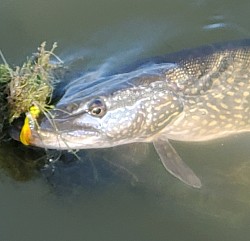 Northern pike fell victim to a underspin from one of my favorite supporters (Thanks for the photos Chad)