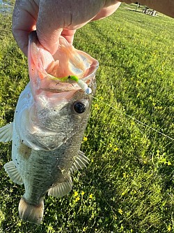 A nice bass hammered this jig and i am actually going to name it after him(thanks for the photo Greg-aka gpoort)