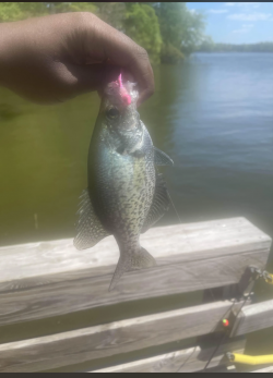 One of my favorite anglers and supporters with another crappie ( He is the crappie king)